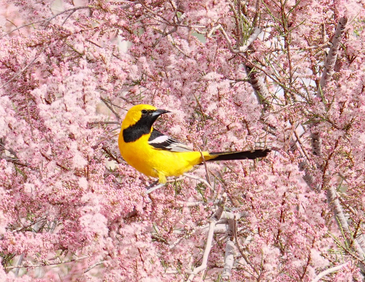 Hooded Oriole - ML93193851