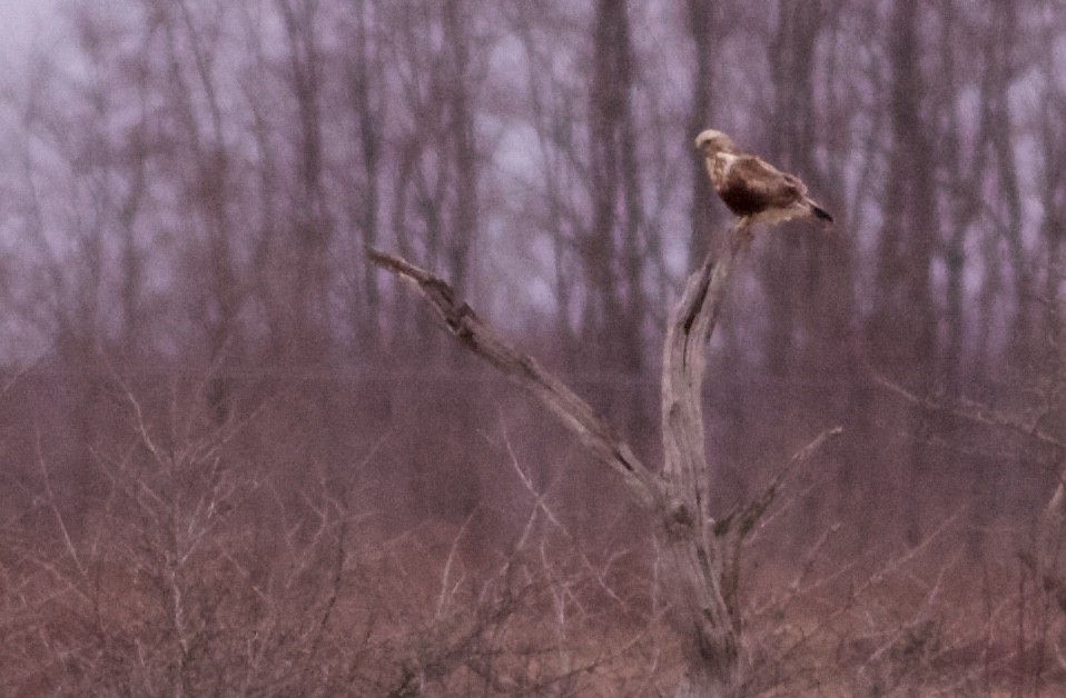 Rough-legged Hawk - ML93195141