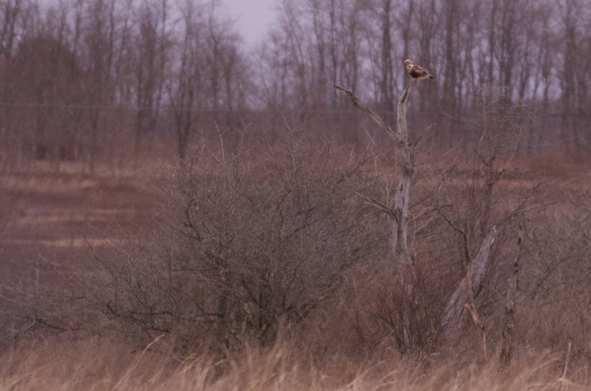 Rough-legged Hawk - ML93195271