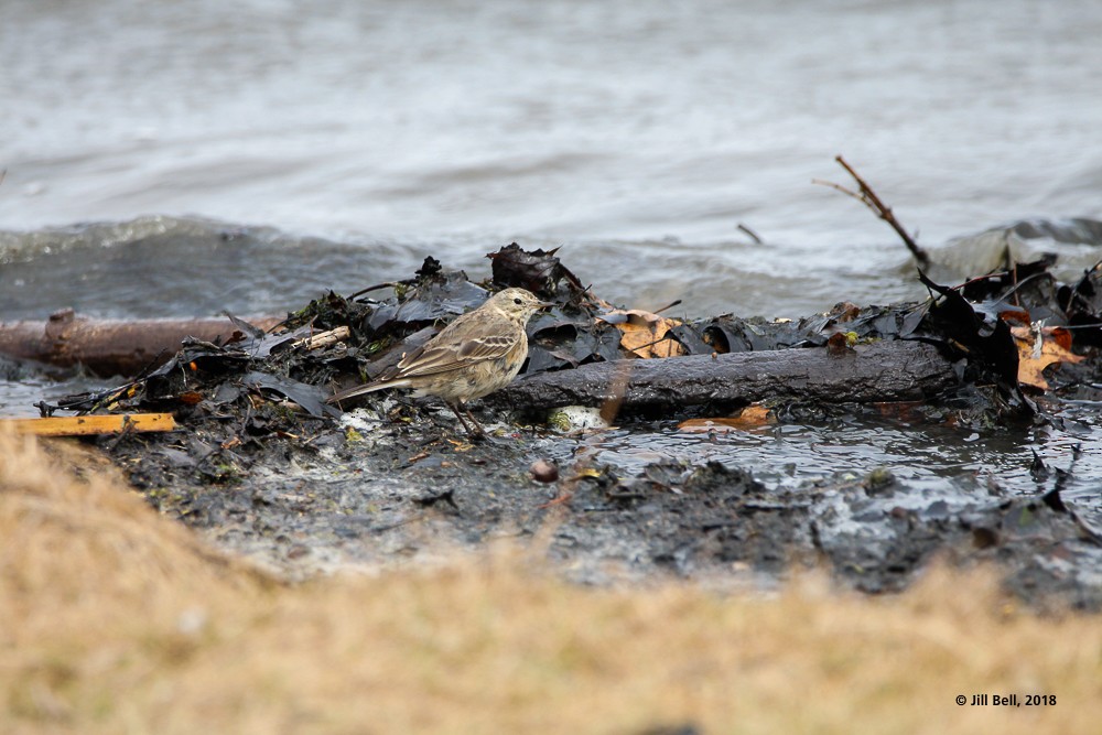 American Pipit - ML93195531