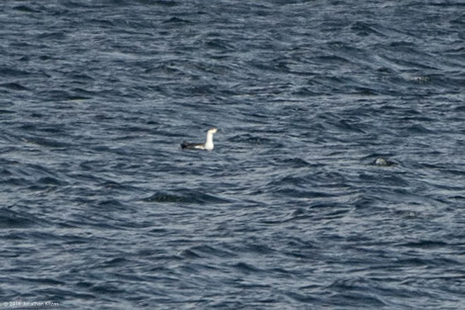 Red-throated Loon - ML93195671