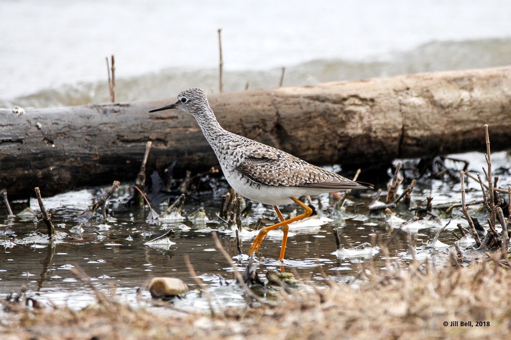 Lesser Yellowlegs - ML93195751