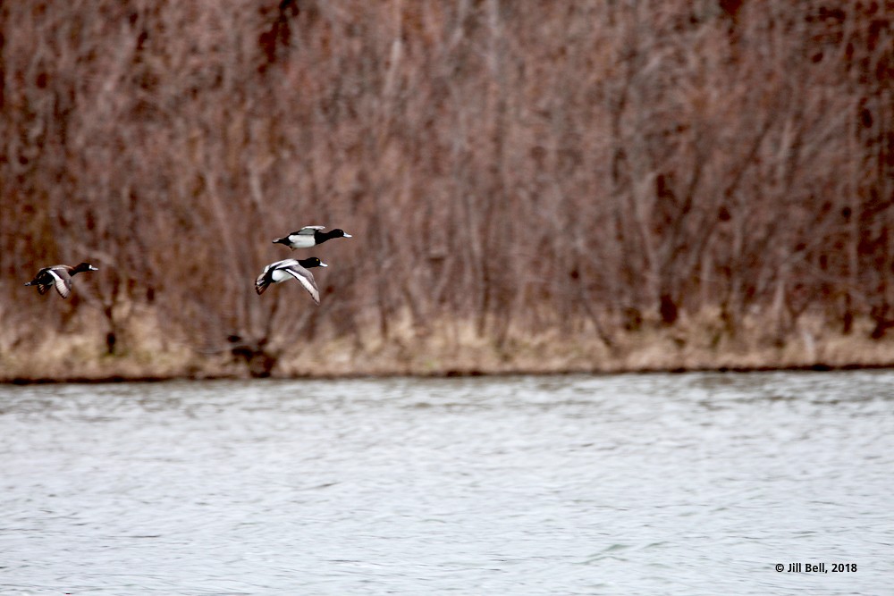 Lesser Scaup - ML93195881