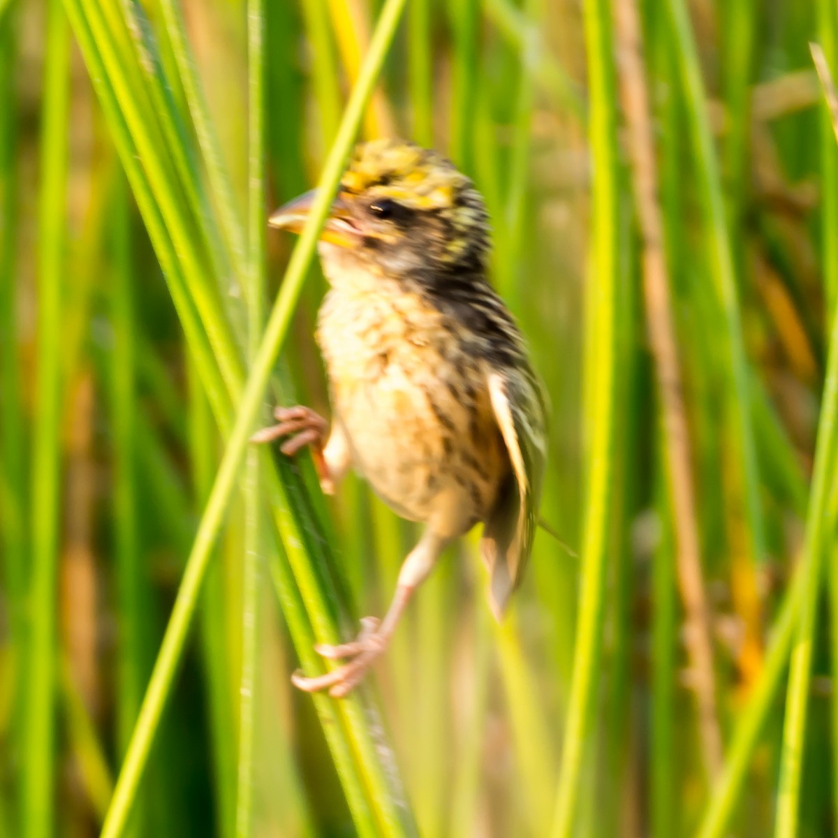 Streaked Weaver - ML93199321