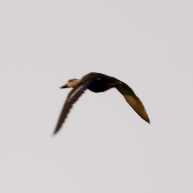Indian Spot-billed Duck - ML93200311