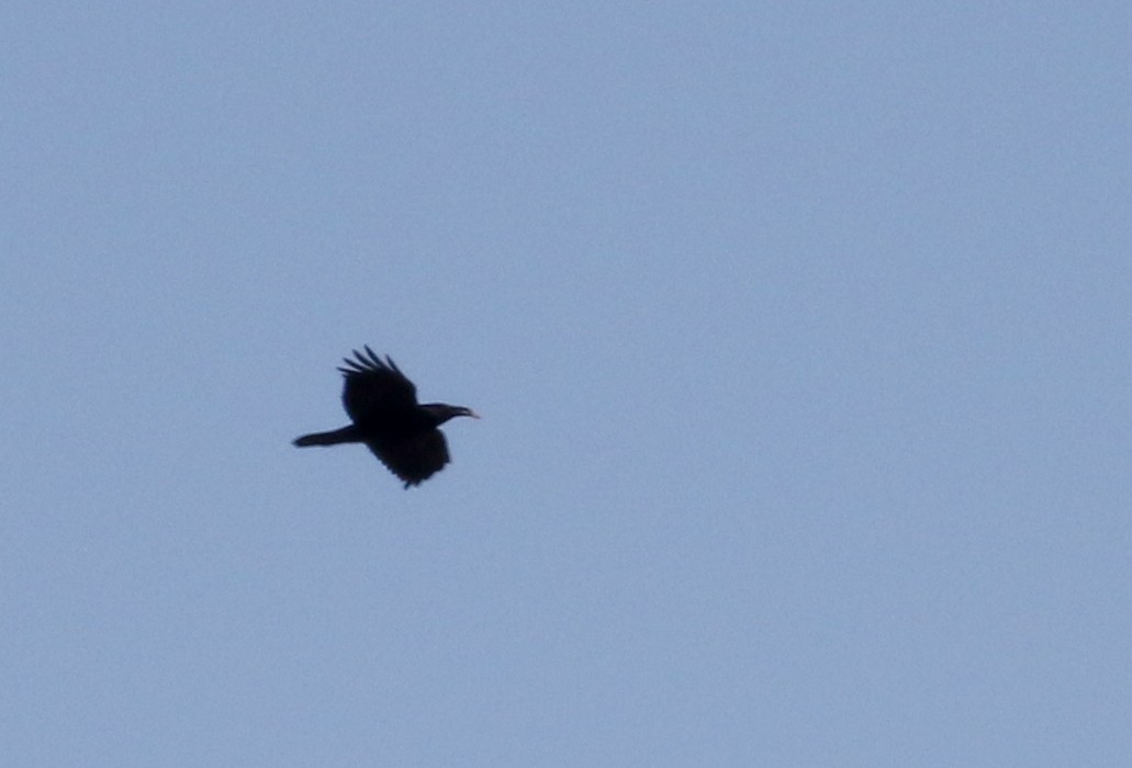 Common Raven - ML93202531