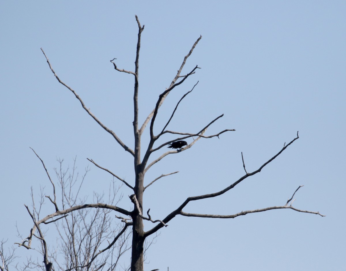 Common Raven - ML93202581