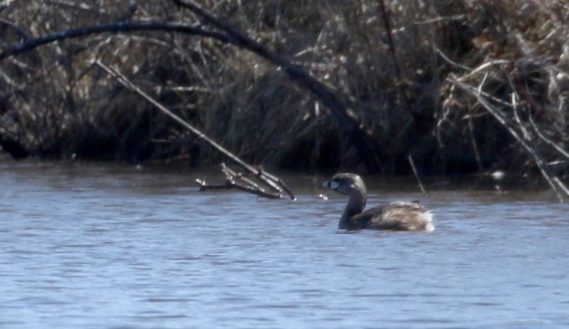 Pied-billed Grebe - ML93202591