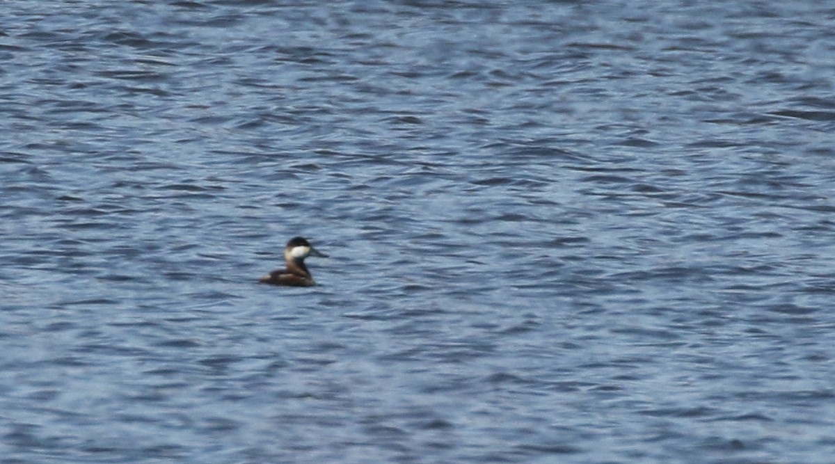 Ruddy Duck - ML93202641