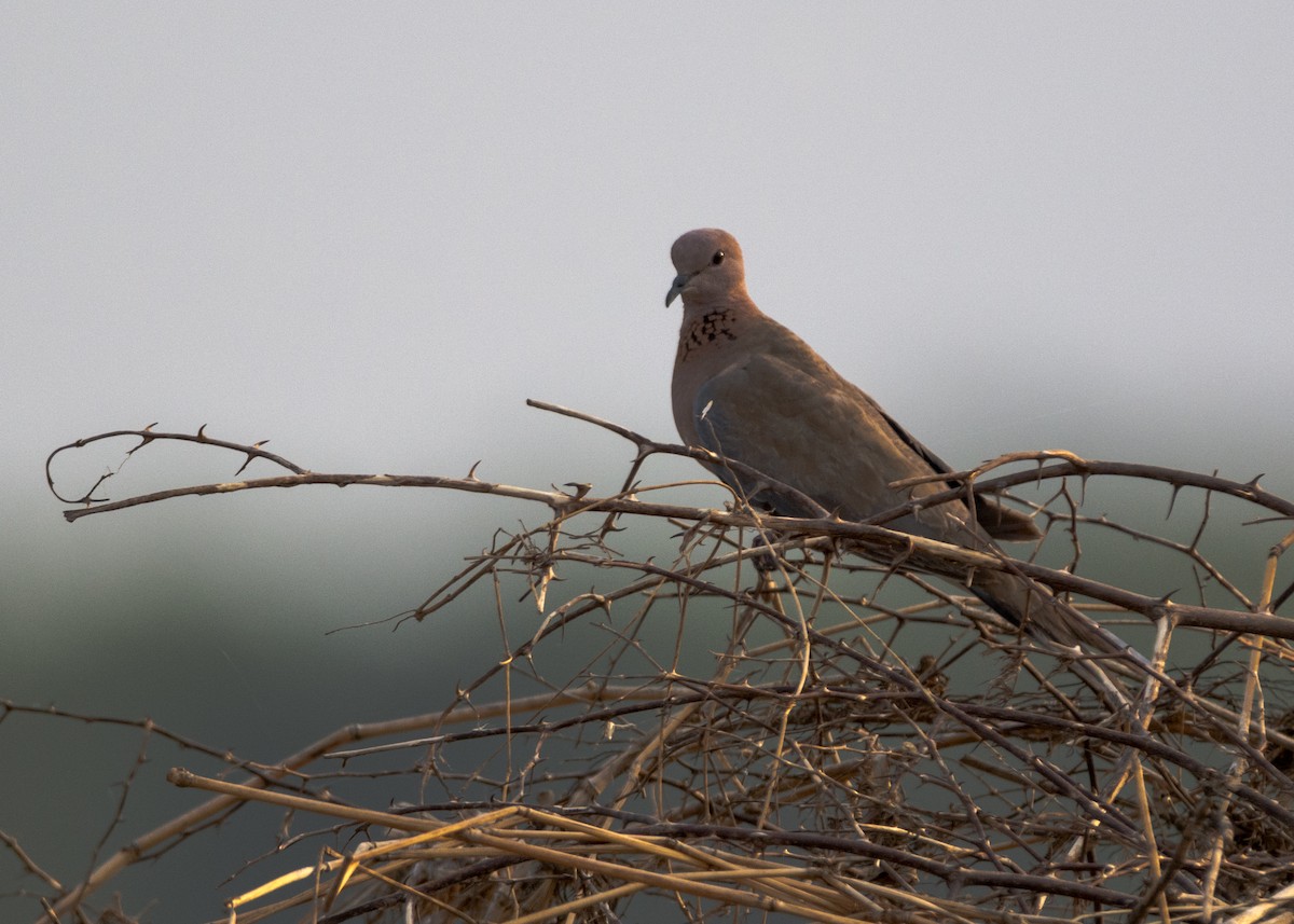 Tórtola Senegalesa - ML93202831