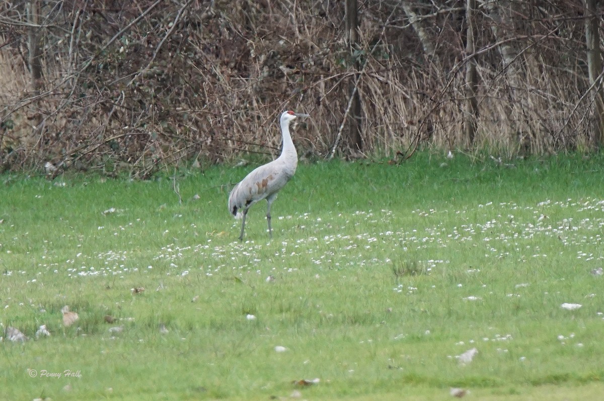 Sandhill Crane - Penny Hall