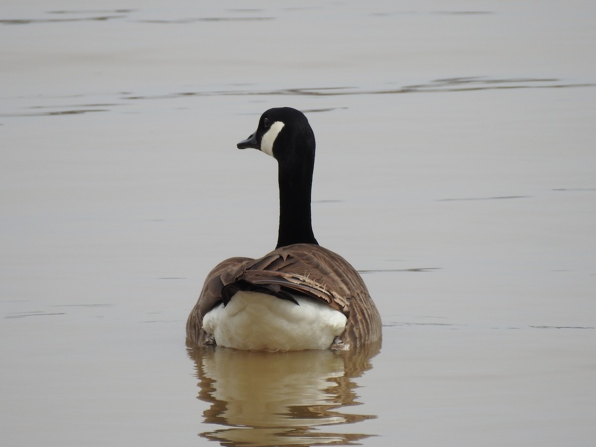 Canada Goose - Bee Breutinger