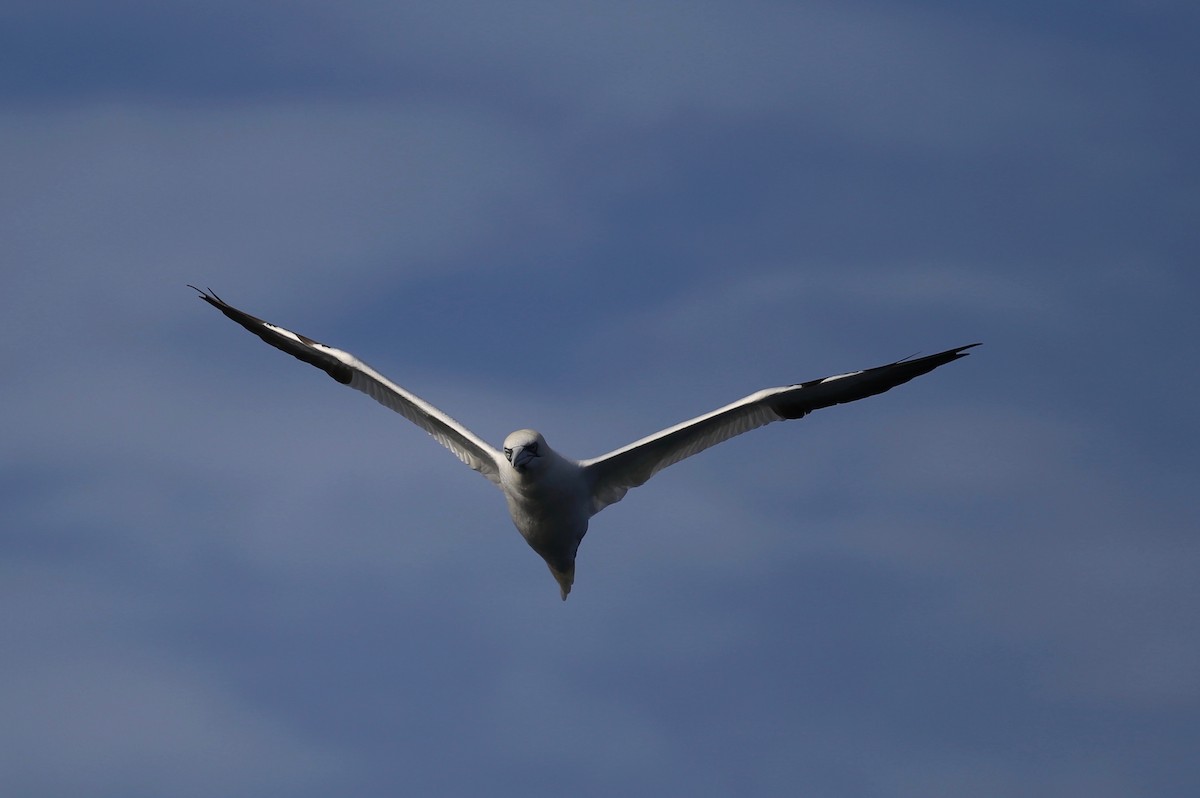 Northern Gannet - Peter Hosner