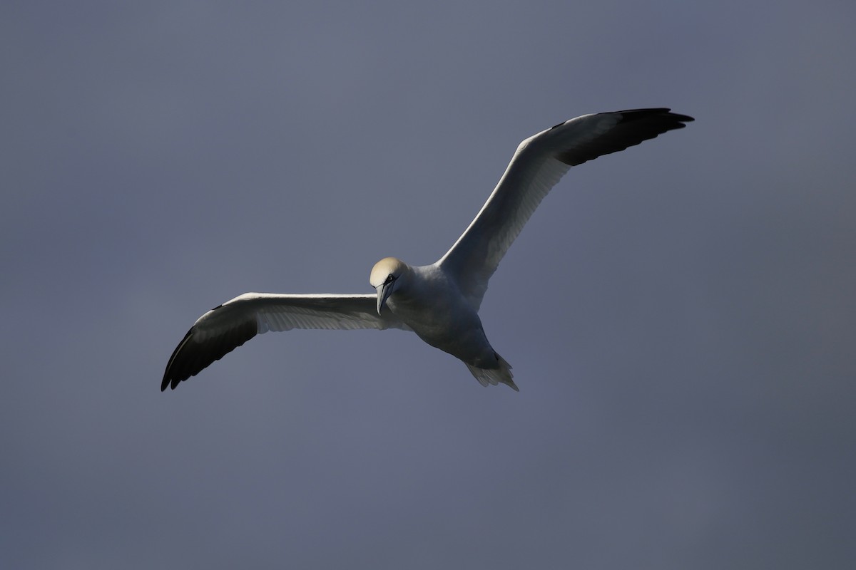 Northern Gannet - Peter Hosner