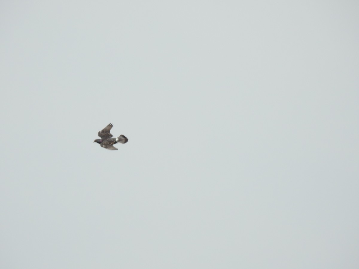 holub skalní (domácí) - ML93205981