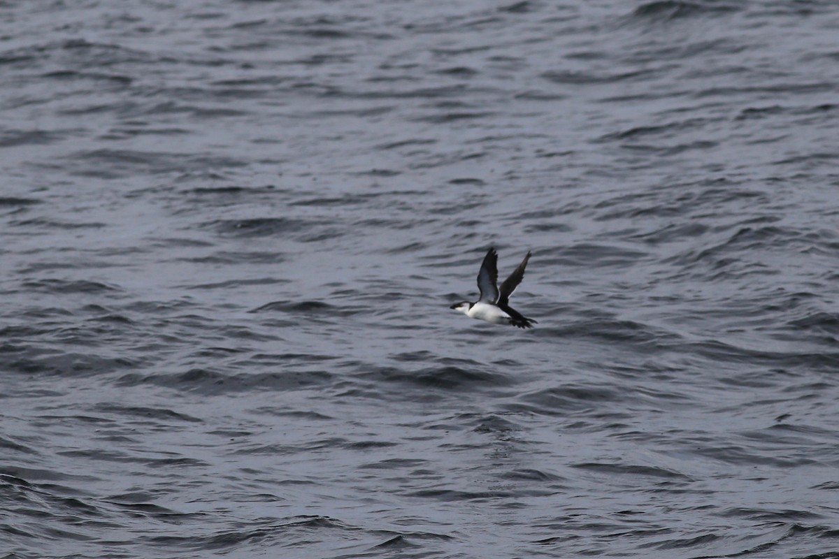 Razorbill - Peter Hosner