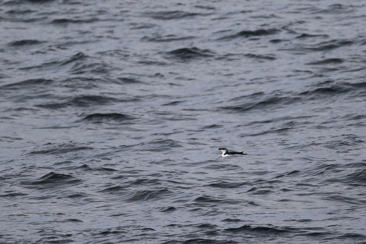 Razorbill - Peter Hosner