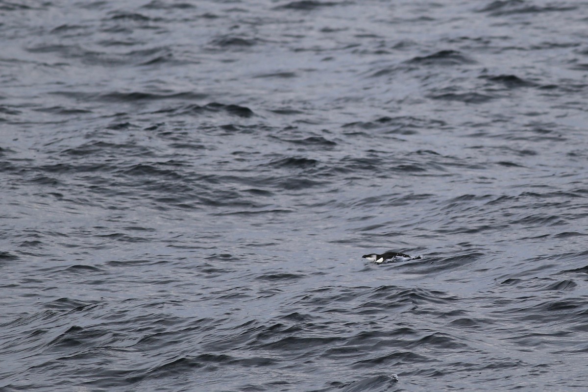 Razorbill - ML93206321