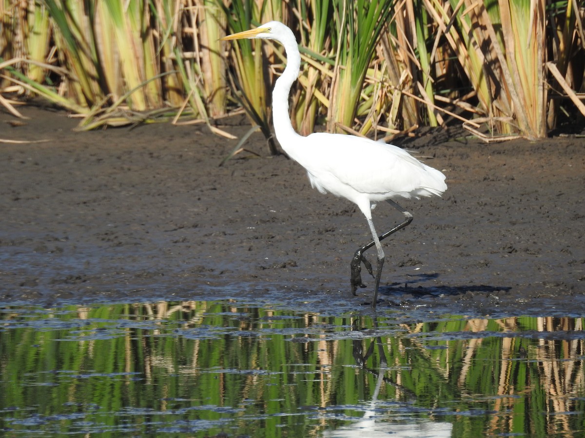 Great Egret - Carol Bailey