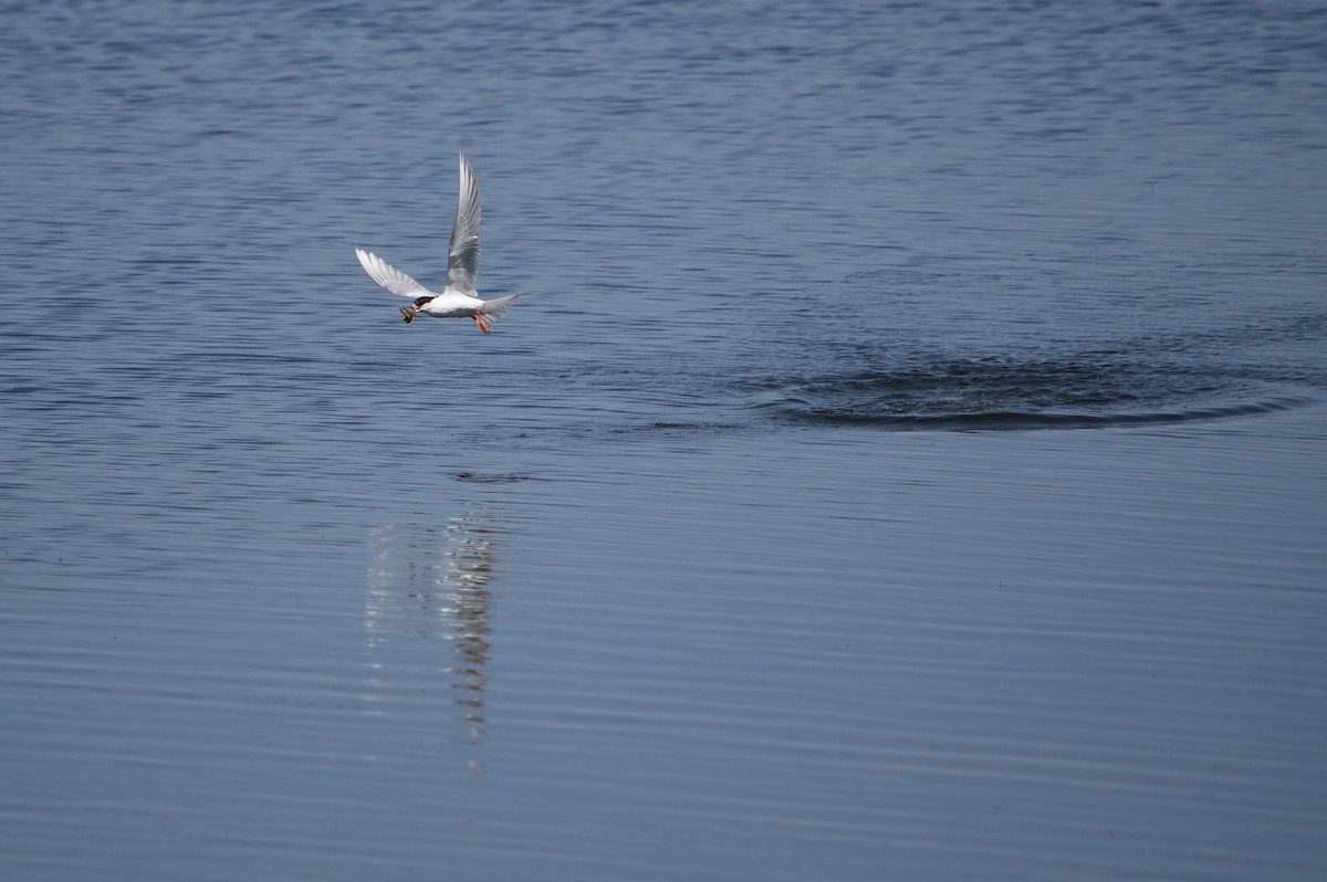 Forster's Tern - Garrett Sisk