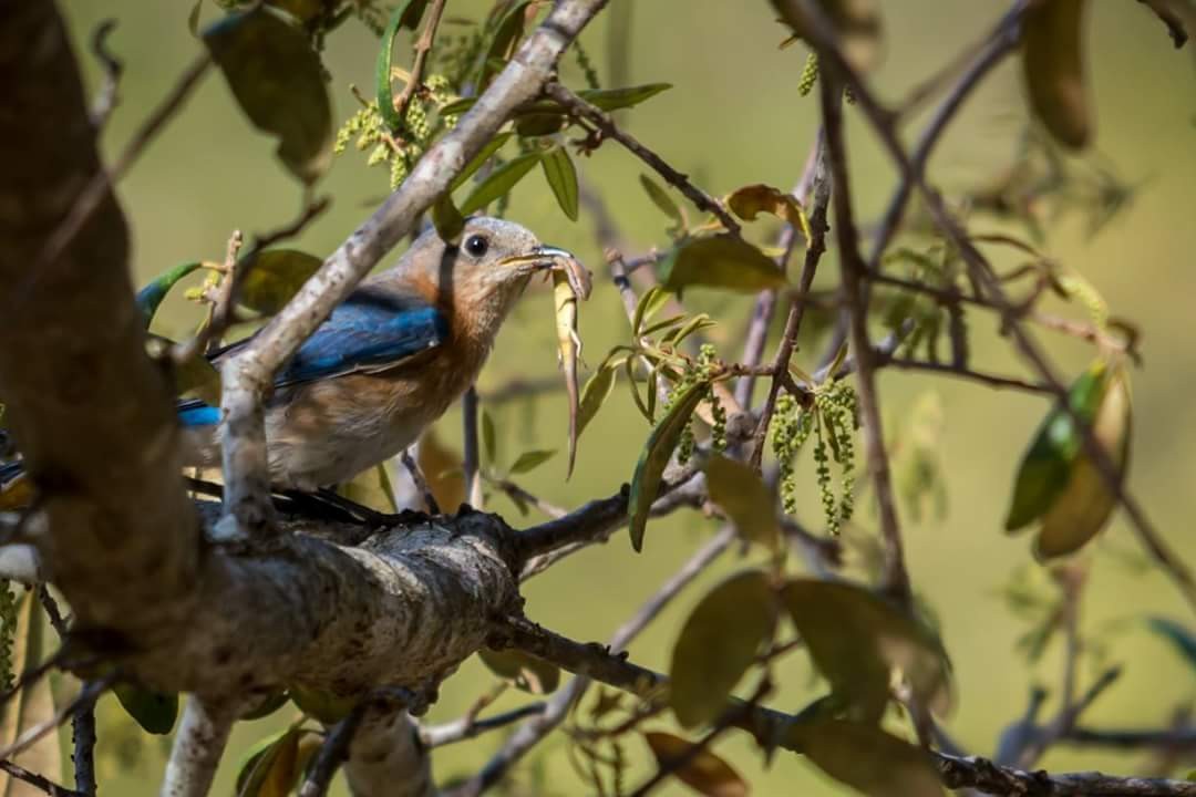 Eastern Bluebird - ML93207491