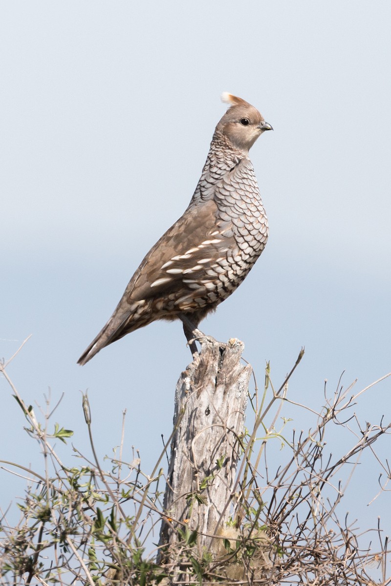 Scaled Quail - ML93208251