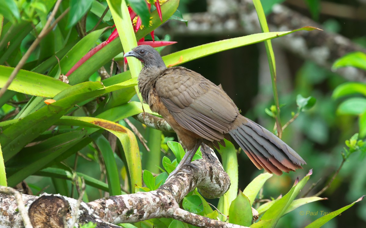 Rufous-vented Chachalaca - Paul Tavares