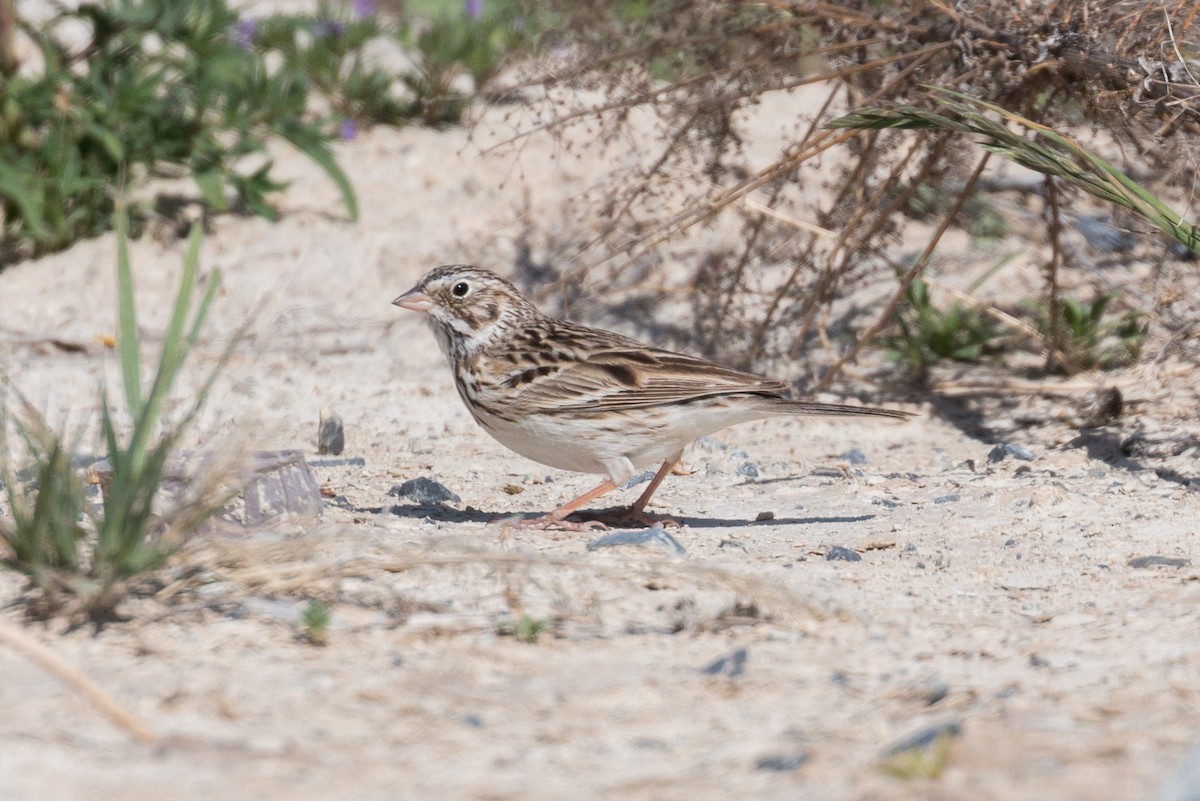 Vesper Sparrow - ML93208851