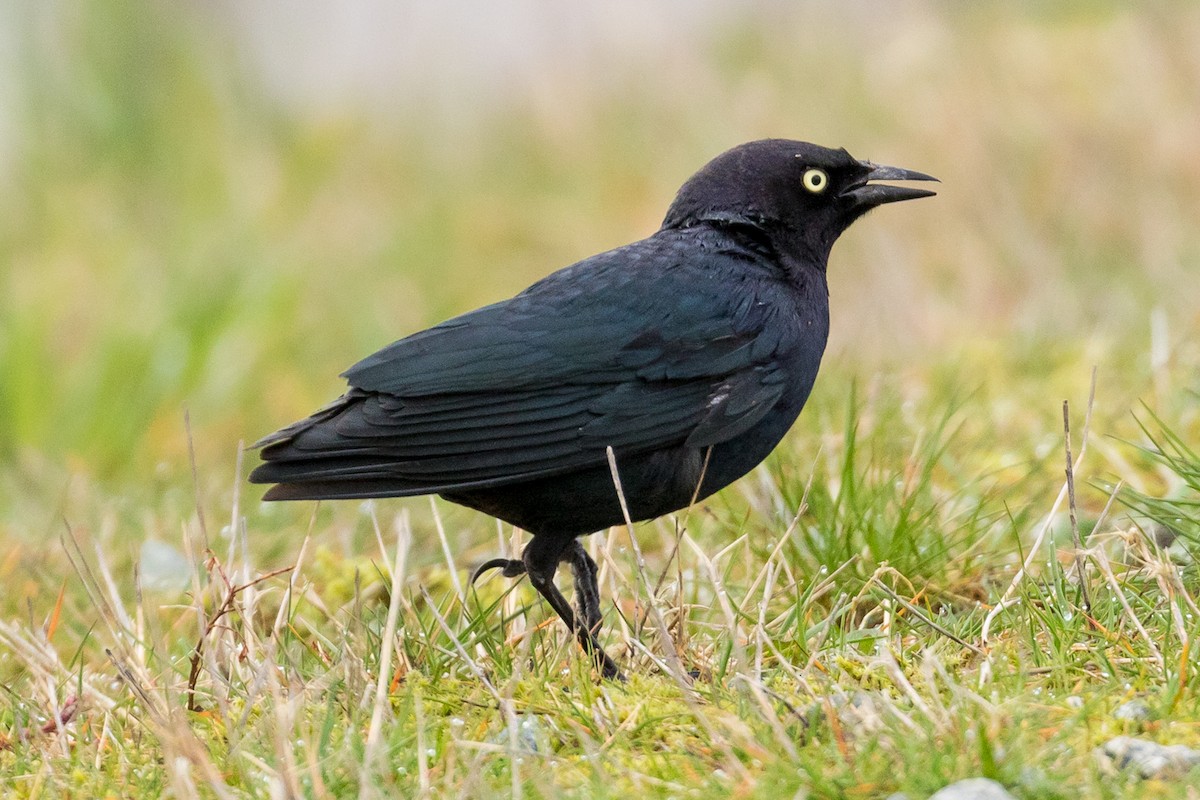 Brewer's Blackbird - ML93209151