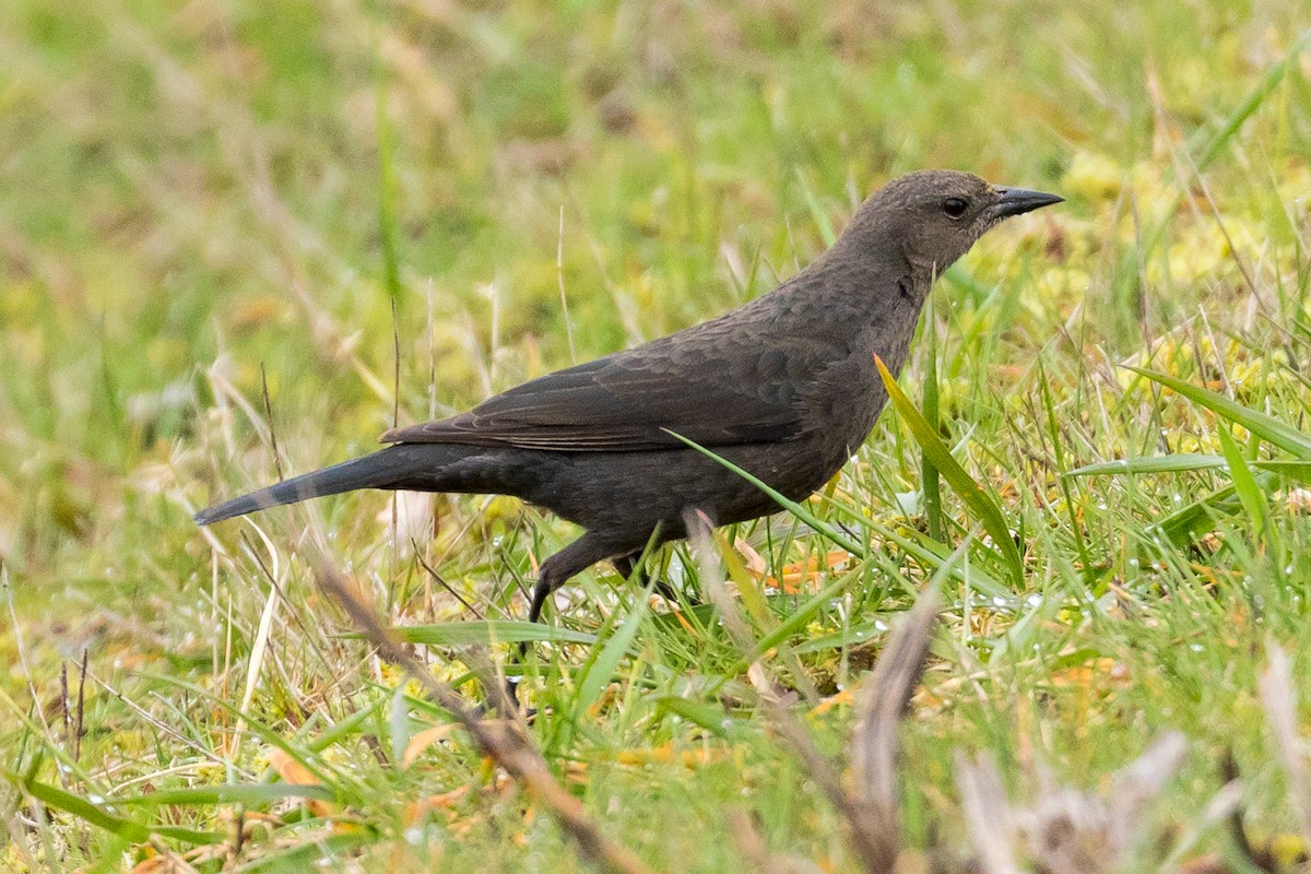 Brewer's Blackbird - ML93209181