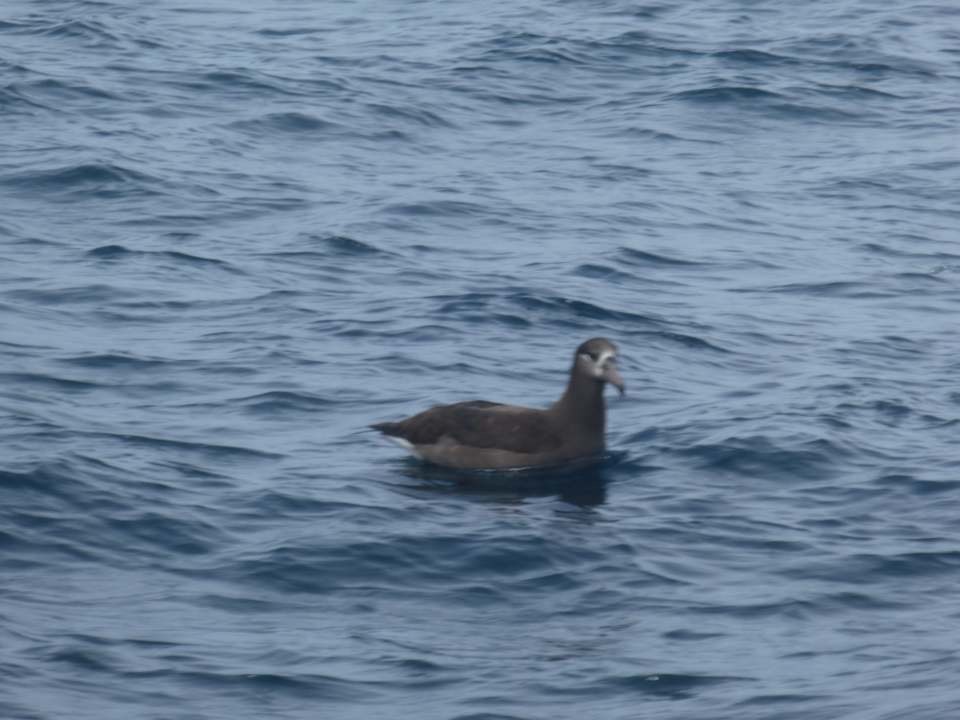 Albatros à pieds noirs - ML93209491