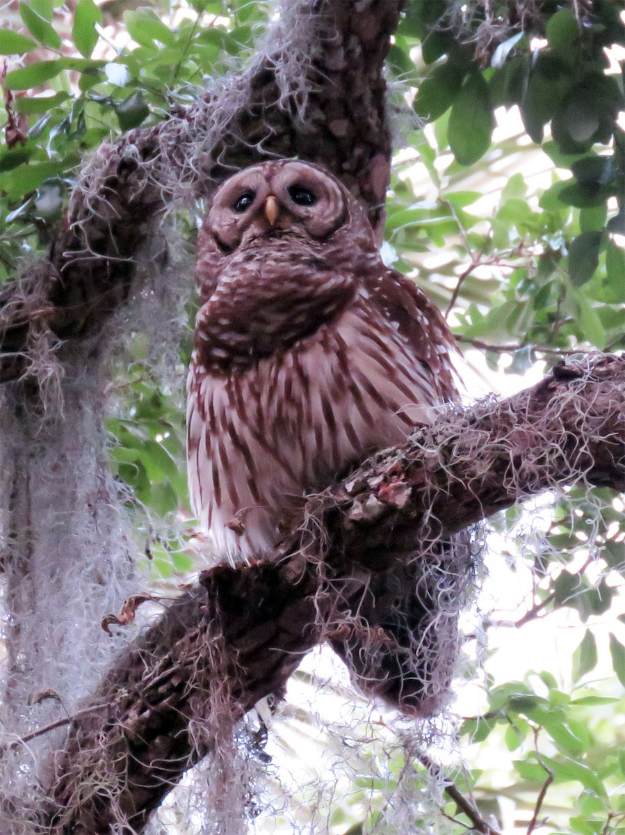 Barred Owl - ML93209941