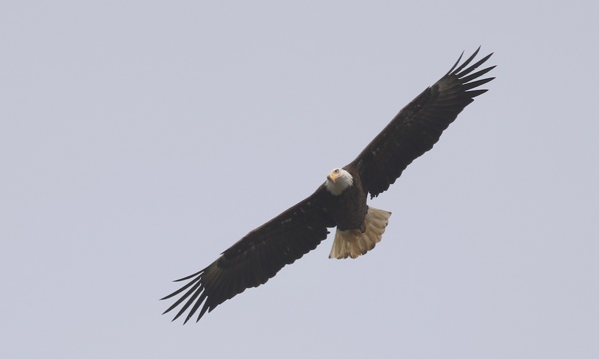 Bald Eagle - ML93210571