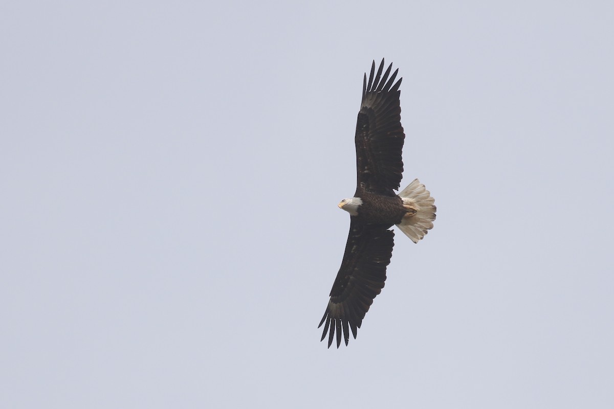 Bald Eagle - ML93210581