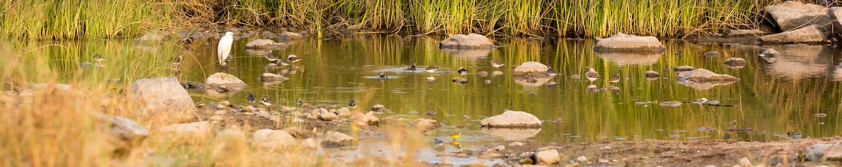 Wood Sandpiper - ML93210681