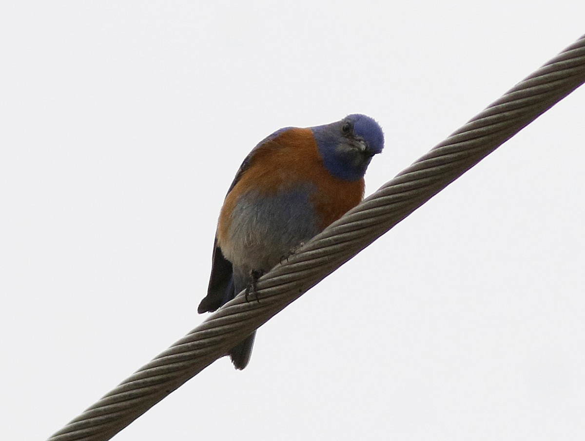 Western Bluebird - ML93210731