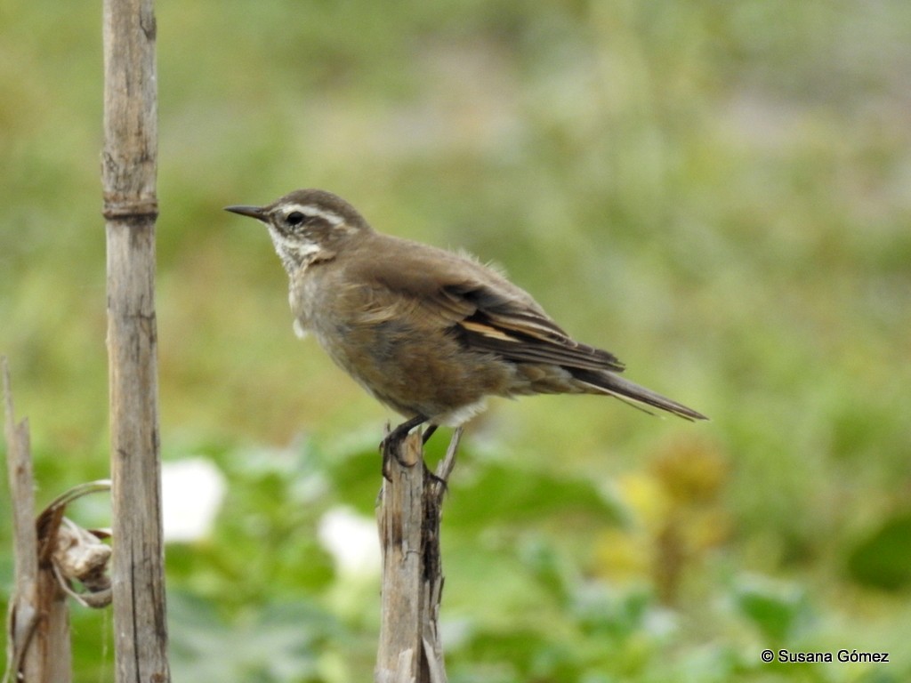 Buff-winged Cinclodes - ML93212131