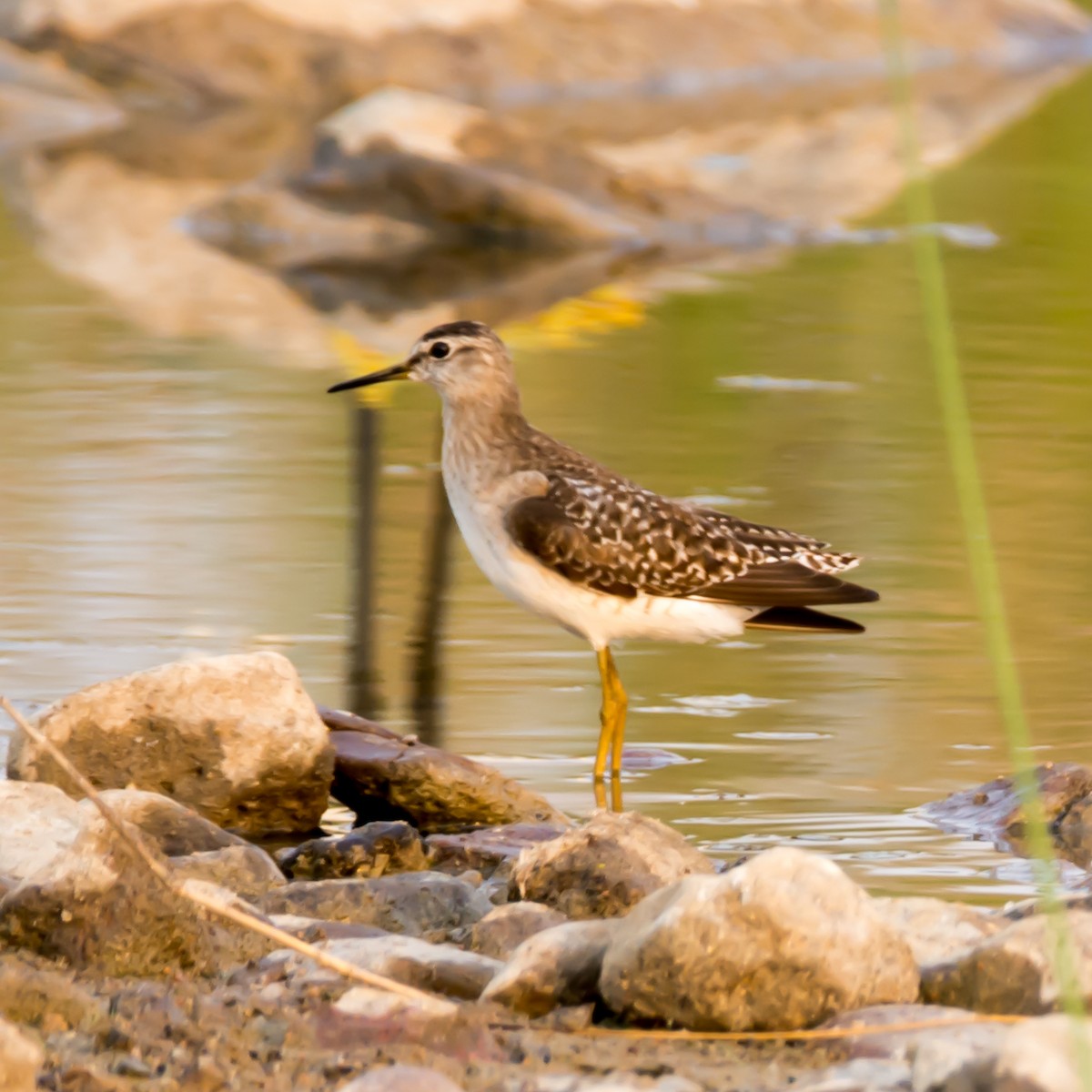 Wood Sandpiper - Ramesh Desai