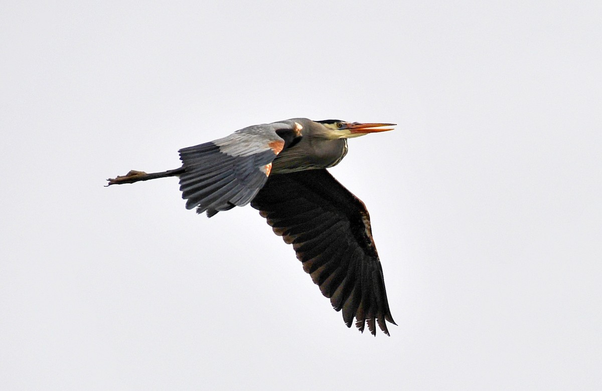 Great Blue Heron - ML93212481