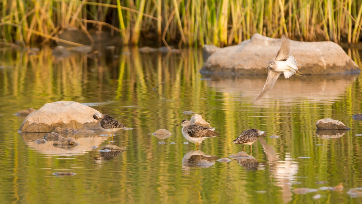 Wood Sandpiper - ML93213151