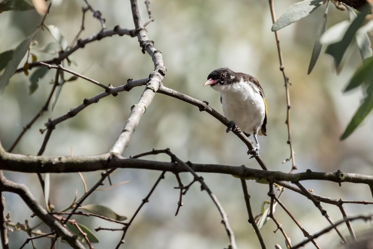 Painted Honeyeater - ML93214161