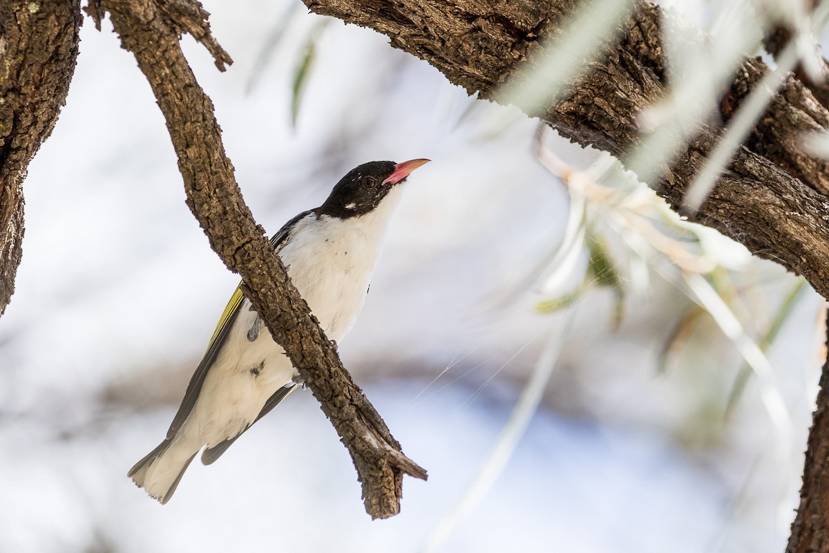 Painted Honeyeater - ML93214191