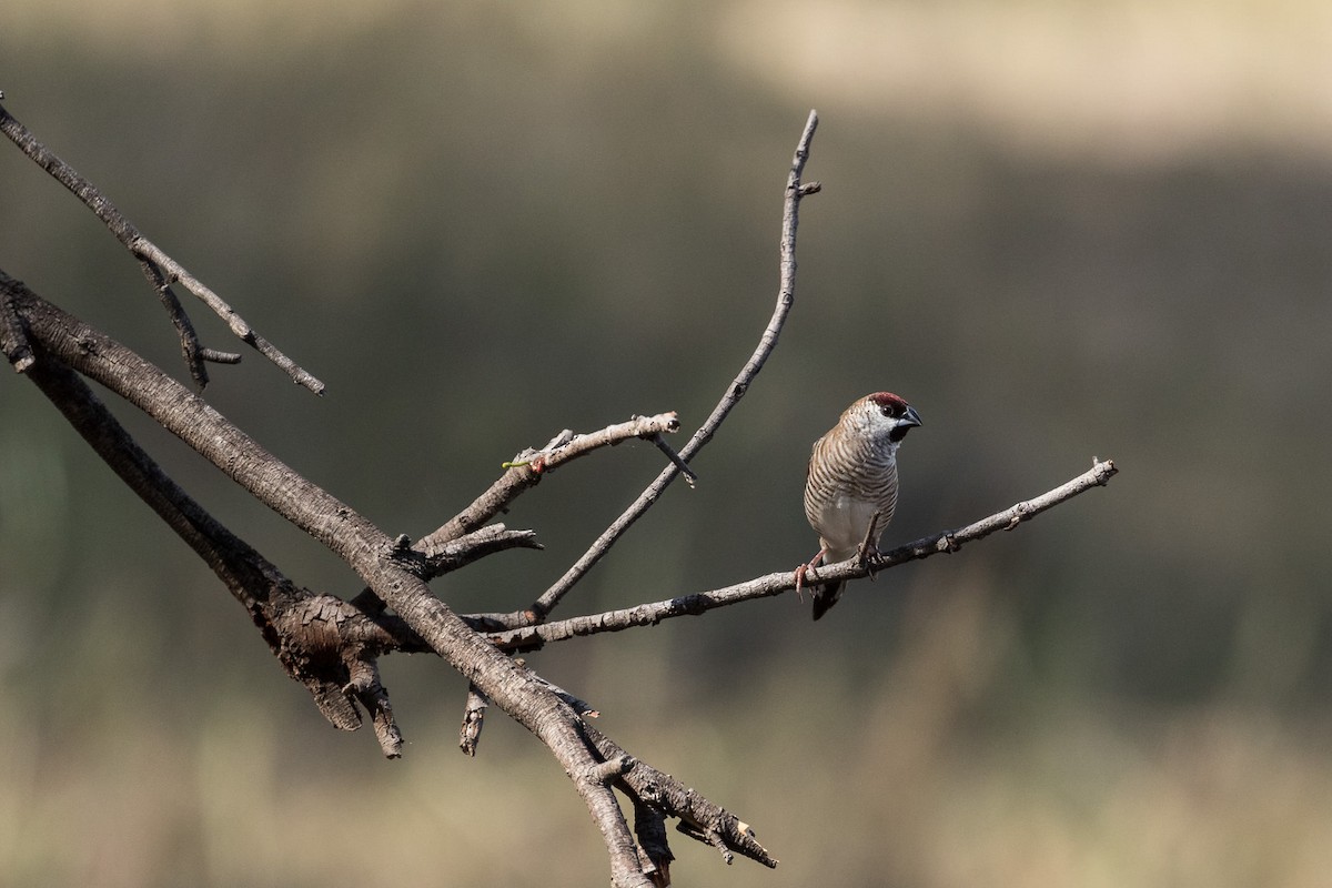 Plum-headed Finch - Malcolm Graham