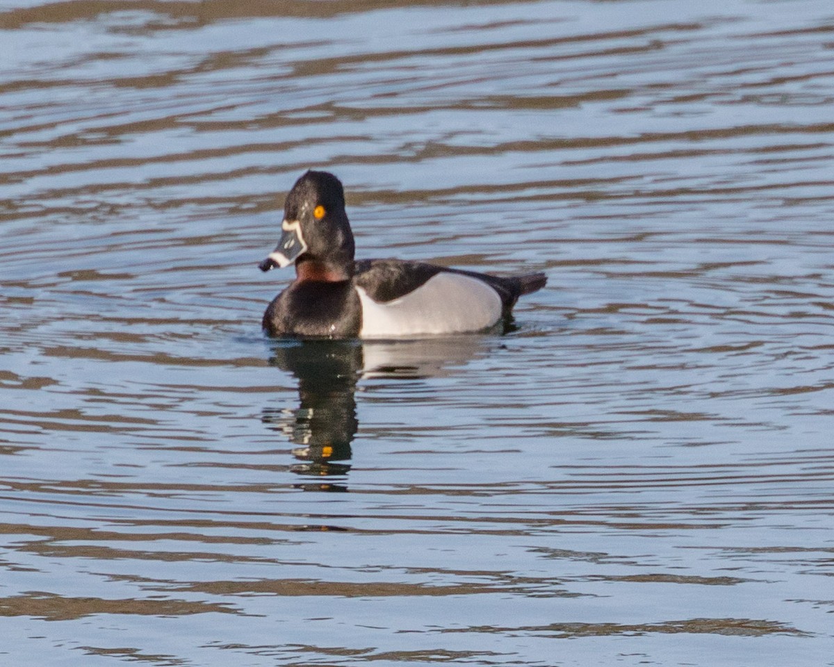 Ring-necked Duck - Michael Foster