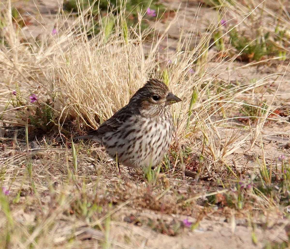 Cassin's Finch - ML93214981