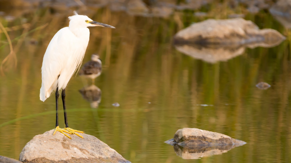 Little Egret - ML93215131