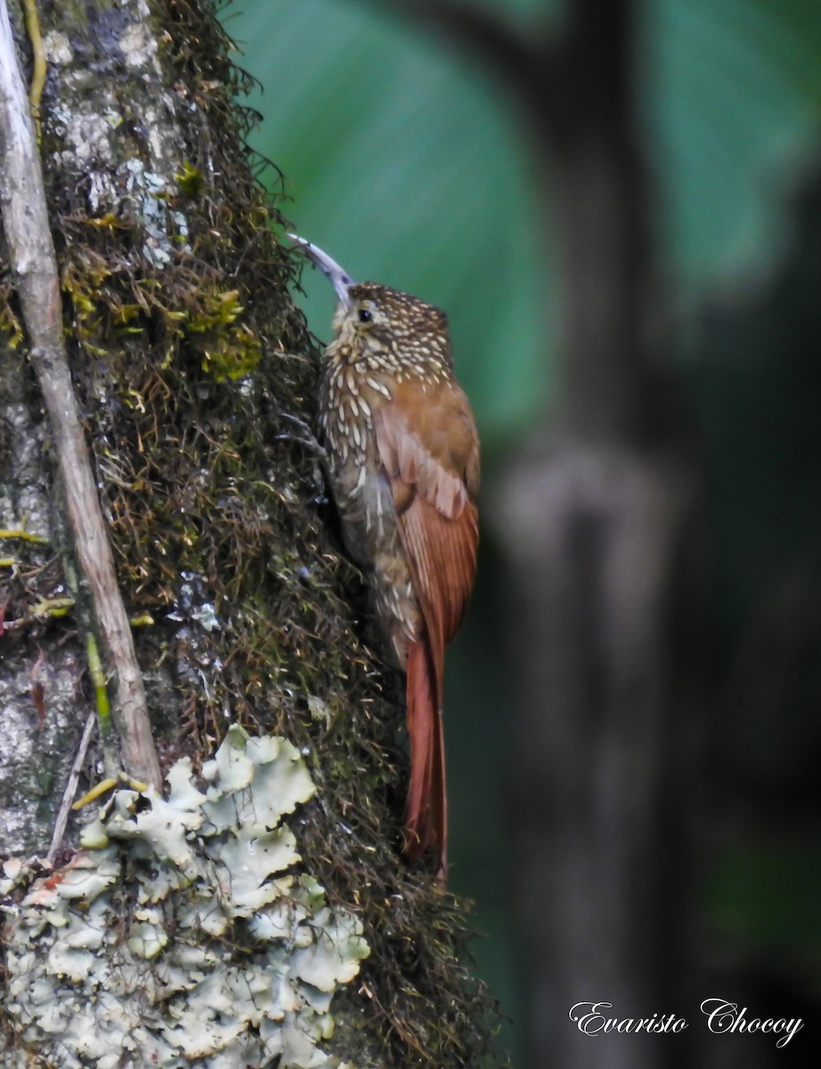 Spot-crowned Woodcreeper - ML93215191