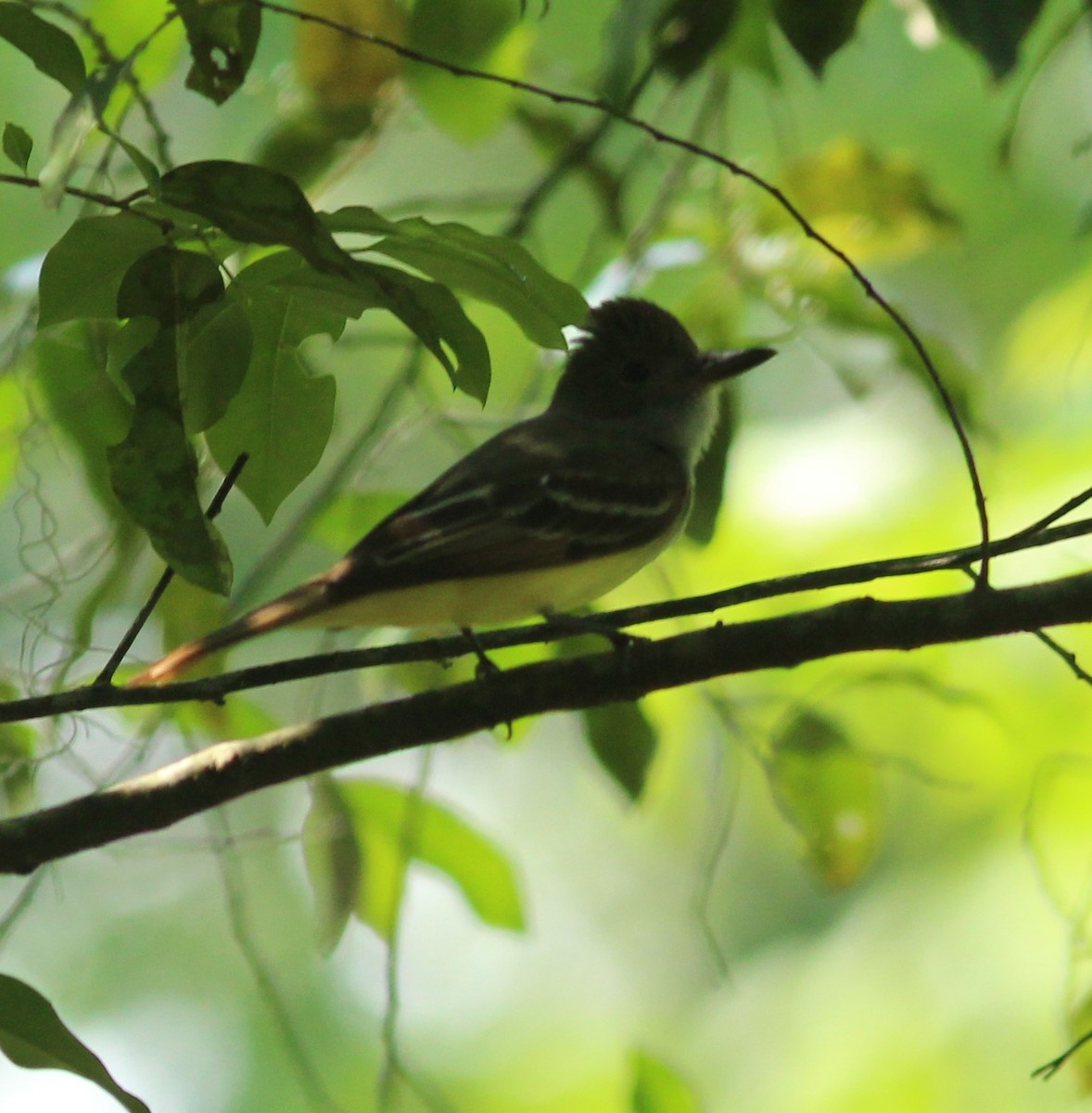 Great Crested Flycatcher - ML93215501