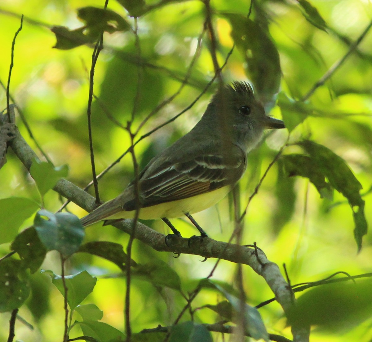 Great Crested Flycatcher - ML93215521