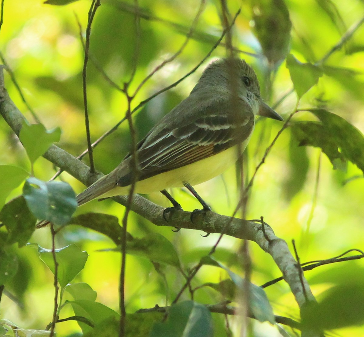 Great Crested Flycatcher - ML93215551